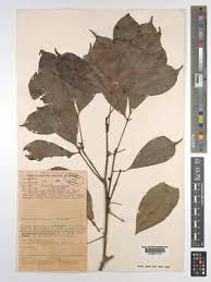 Image result for Toddaliopsis