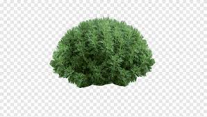 Speaking english can be easy.speak fluency english is the most important goal. Shrub English Landscape Garden Lawn Greenhouse Nursery Grass Flower Garden Png Pngegg