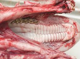 When i ask why, the answer is usually along the lines. Ruminant Animal Post Mortem Guide Agriculture And Food