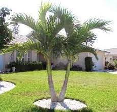 Palm Trees Burnett S Wholesale Nursery Palm Trees Landscaping Palm Trees Garden Front Yard Landscaping