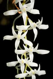 Image result for Mystacidium