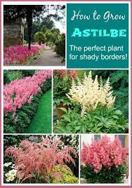 Astilbe Is A Great Perennial For Shady Borders It Is Very Easy To Grow And Comes In Many Colors Shade Garden Plants Shade Plants