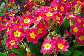 Which flowers bloom in winter season. Plants That Give A Splash Of Winter Color To A Garden In France Renestance
