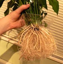 Peace Lily And A Betta Fish How To Fish Plants Beta Fish Bowl Betta Fish Bowl