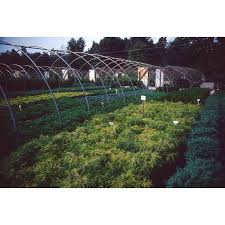 Welcome to turtle creek nursery! Jc Raulston Arboretum Photographs Turtle Creek Nursery