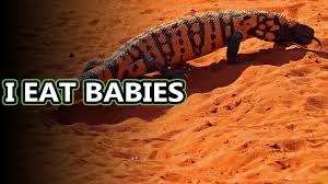 Additional information will be posted and periodically updated on our gila county health & emergency management and gila county facebook pages as well. Gila Monster Facts Lizards With Venom Animal Fact Files Youtube