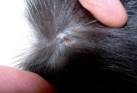 Image result for Feline Miliary Dermatitis