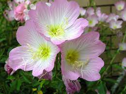 We offer a wide array of happy easter flowers for delivery. 14 Of The Best Fragrant Flowers To Grow For A Sweet Scented Garden Dengarden
