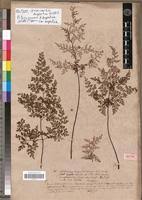 Image result for Pityrogramma argentea