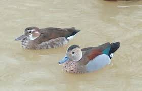 Black Bird With White Ring Around Neck Ducks Of The World