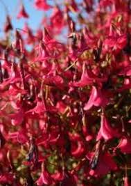 Image result for Hermannia boraginiflora