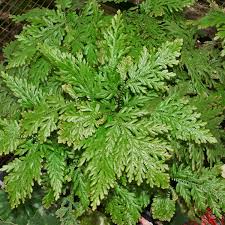 Image result for Selaginellaceae
