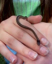 Baby Garter Snake Baby Garter Snake Baby Snakes Cute Snake