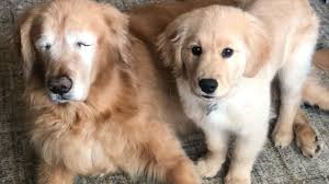 We have ict clear pups. Blind Golden Retriever Gets A Seeing Eye Puppy