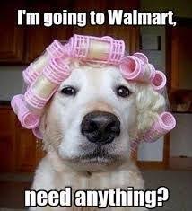 Best Dog Memes Funny Animal Memes Make Me Laugh Funny Quotes Memes Pictures Funnyanimalmeme Funny Dog Captions Funny Animals With Captions Funny Animal Memes