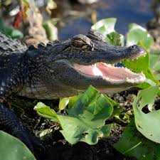 What It's Like to Be an Alligator in Kissimmee, Florida | Experience  Kissimmee