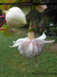 Aandenken Lenie Vandebroek Double Trailer In 2020 Fuchsia Garden Fuchsia Flower Jack Green