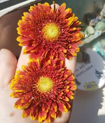 Silica flour is produced through many steps: Drying Flowers