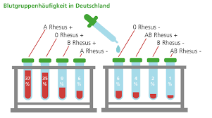 Was Es Mit Den Blutgruppen Auf Sich Hat