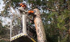 This cost is based on cook county labor costs includes identification and trimming of dead and diseased leaves and branches, pruning and shaping, limb, leave and branch removal if necessary. Tree Care Removal Service Arborists Palatine Il