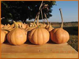 Add onions, garlic and seasonings and continue cooking for. Confessions Of A Crazed Cattlewoman Seminole Pumpkins Perfect