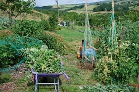 Since you are going to cover the areas with the fabric add compost manure and other soil additives depending on what you want to plant. Vegetable Garden Weed Control