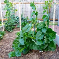 After thinning your sowings to 15cm apart, the most important. Growing Spinach How To Plant Grow And Harvest Delicious Spinach Spinach Seeds Malabar Spinach Growing Spinach