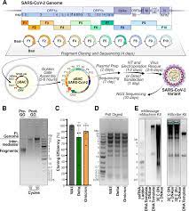 Rapid assembly of SARS-CoV-2 genomes reveals attenuation of the Omicron  BA.1 variant through NSP6 | Nature Communications