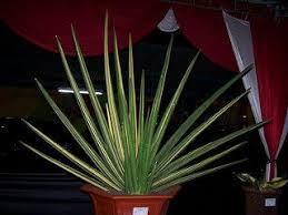 Image result for Sansevieria pearsonii