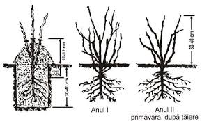 Plantarea gardului viu o vom face în condiții prielnice, din martie până la sosirea gerului. Tehnologii Plantare Pomi Fructiferi Material Saditor Comert Producator Pomi Altoiti