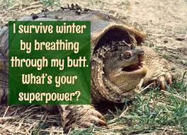 Aquatic Turtles And Butt Breathing For Fox Sake Wildlife Rescue