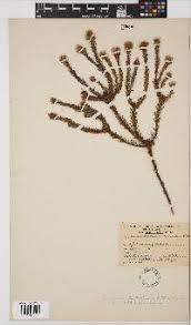 Image result for Sphaeranthus randii