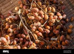 Image result for Dialium schlechteri