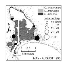 Distribution Of Cancer Spp Cancer Antennarius And Cancer