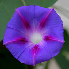 Image result for Ipomoea vernalis
