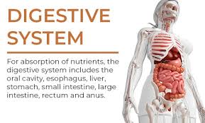 It is the surface of the body opposite from the chest and the abdomen.the vertebral column runs the length of the back and creates a central area of recession. Human Body Organ Systems Hill Ponton P A