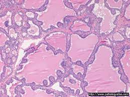 Book doctor appointment consult doctor online. Histology
