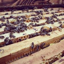 How to save a bee from the cold. Beesplanet Save The Bees Bee Farm Sunny Days