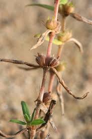 Image result for Diodia flavescens