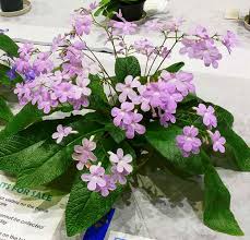 Buy her flowers 'cause i feel like i want to impress her she likes saving money so i got them cheap been ages since i told her how i like her haircut. Streptocarpus Gloria The Pink Version Of Falling Stars Bloemen Planten Seizoenen
