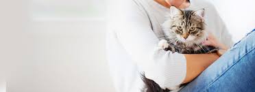 See more of all pets medical & surgical center on facebook. Animal Surgical Center Of Michigan Veterinarian In Flint Mi