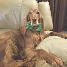 These dogs were bred even before the guns were developed for hunting as they were experts in crouching and setting birds. Ohio Irish Setter Rescue Home Facebook