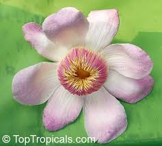 Image result for Manniella gustavi