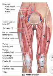 The hip joint is a ball and socket joint that is the point of. Anatomy Of The Hip Muscles Anatomy Drawing Diagram