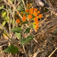 Image result for Distephanus divaricatus