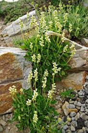 Image result for Heuchera cylindrica Greenfinch