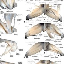 Leg muscle anatomical structure, labeled front, side, and back view diagrams. 2 Rana Esculenta A Semidiagram Of Some Pelvic And Thigh Muscles Download Scientific Diagram
