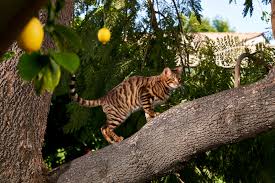 Gary is on the national board of directors for the american hemerocallis society. You Thought Your Cat Was Fancy The New York Times