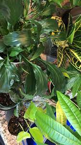 How To Organically Kill Houseplant Fungus Gnats Using Neem Oil An Immersive Guide By The Homebody