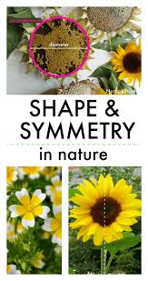 Shapes And Symmetry In Nature Using Sunflowers Nurturestore Symmetry Activities Maths In Nature Nature Lessons